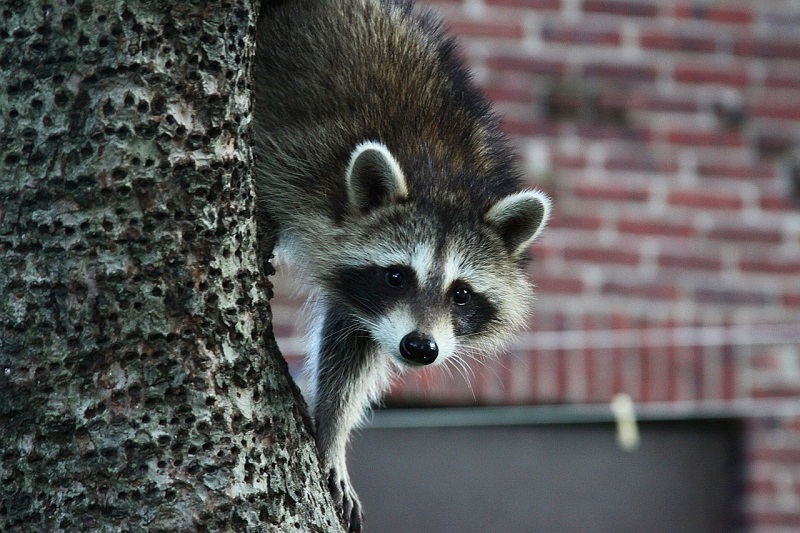 Will A Porch Light Keep Raccoons Away