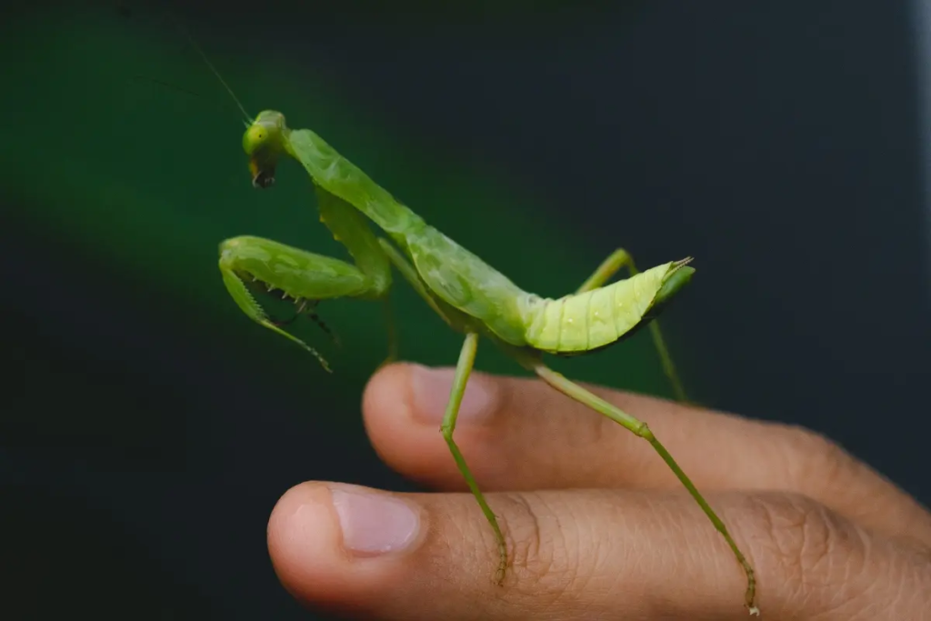 Will Praying Mantis Bite