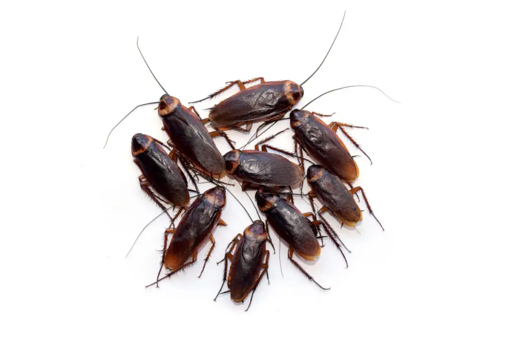 Cockroaches Of Various Species