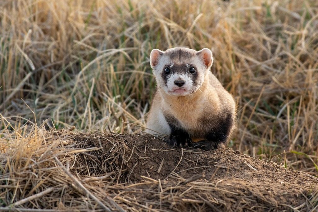 Ferrets Law In California