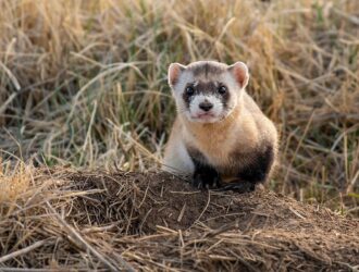 Ferrets Law In California