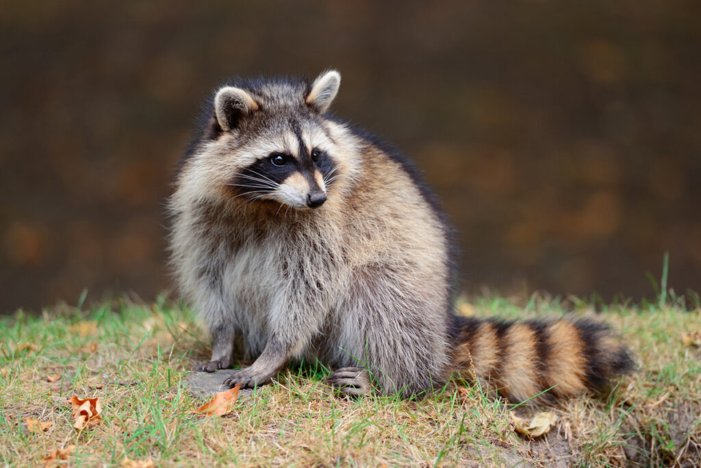 How Far Can A Raccoon Travel In A Day?