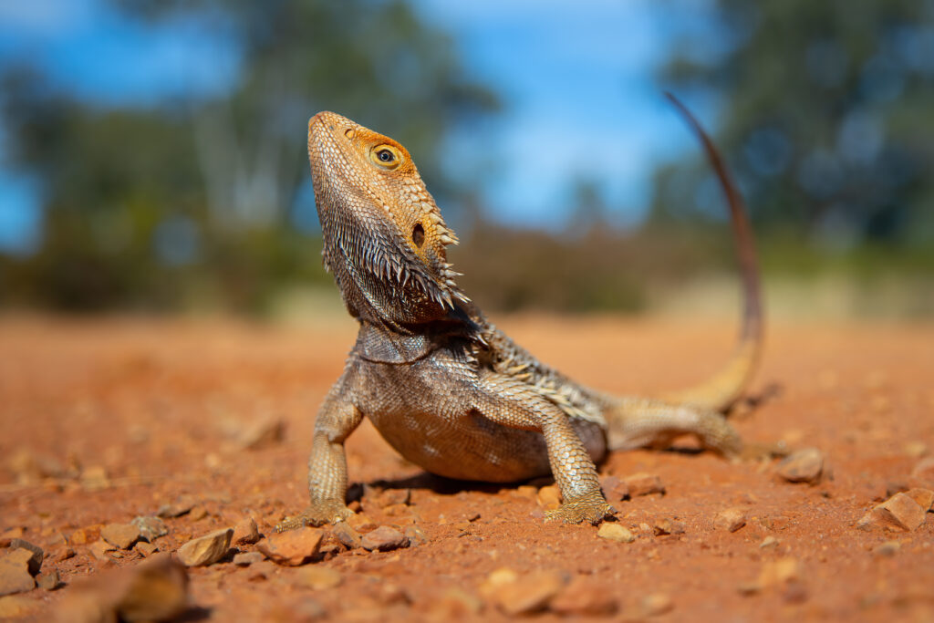 Bearded Dragons