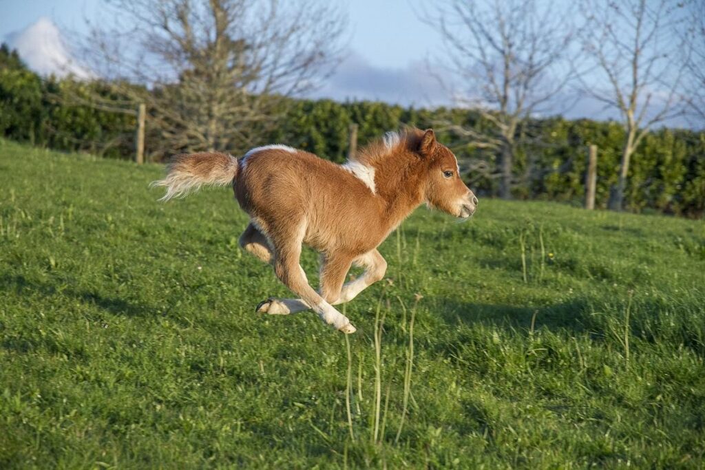 Miniature Horses