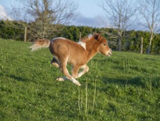 Miniature Horses