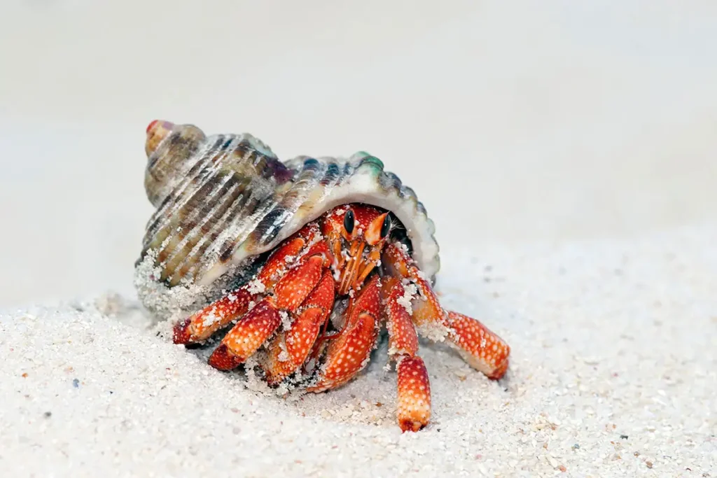 Hermit Crabs