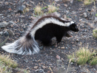 Skunk