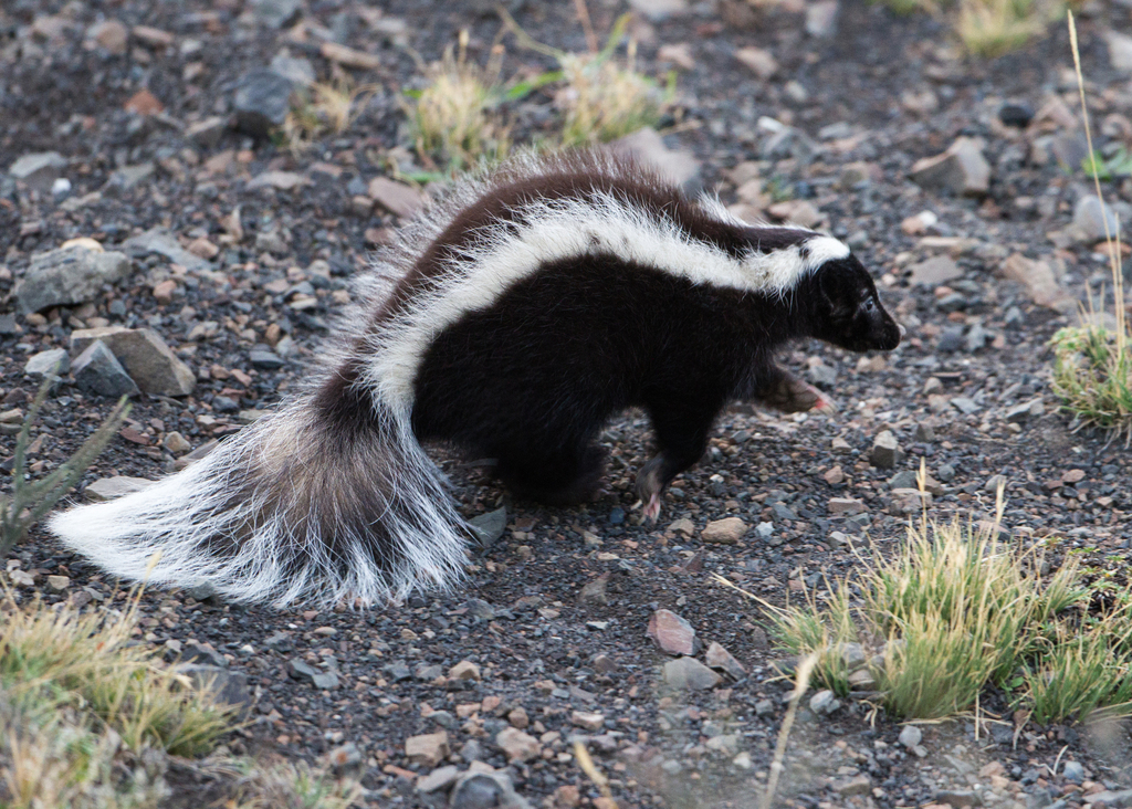 Skunk