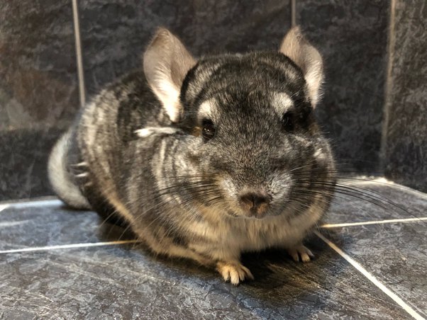 Can Chinchillas Eat Cucumber
