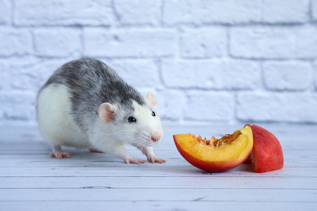 What Fruit Can Ferrets Eat