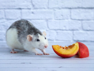 What Fruit Can Ferrets Eat