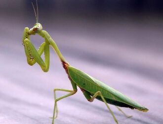Is Praying Mantis An Insect