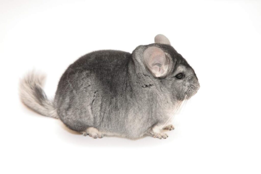 Can Chinchillas Eat Strawberries