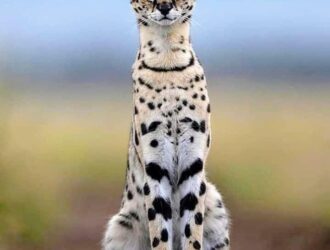 How Long Do African Servals Live