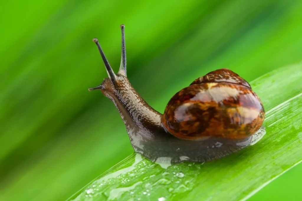 Snails Floating In Tank