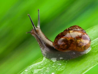 Snails Floating In Tank