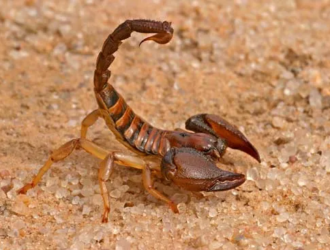 Dreams About Scorpions What Does It Mean