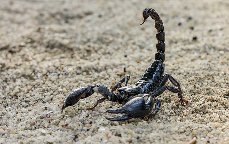 Scorpions Deadly To Humans