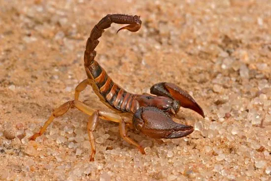 Dreams About Scorpions What Does It Mean