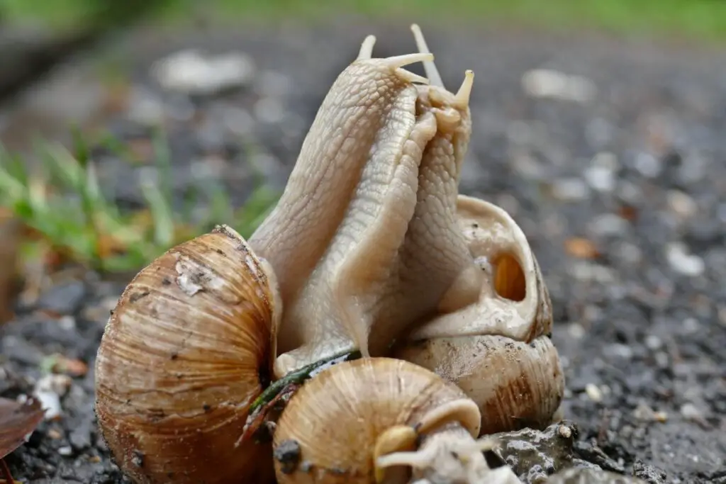 How To Snails Reproduce