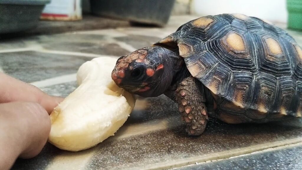 Can Sulcata Tortoises Eat Bananas