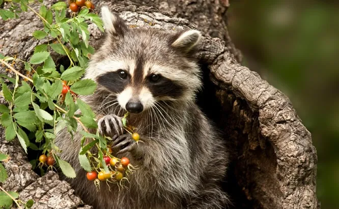 where does raccoons live