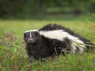 How To Drive Away Skunks