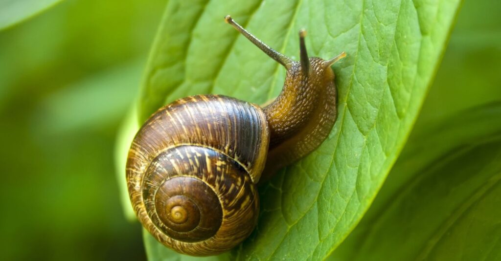 Do Snails Shed Their Shells