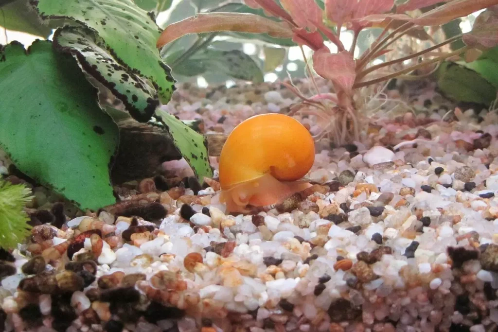 Do Aquarium Snails Eat Algae