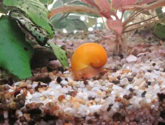 Do Aquarium Snails Eat Algae