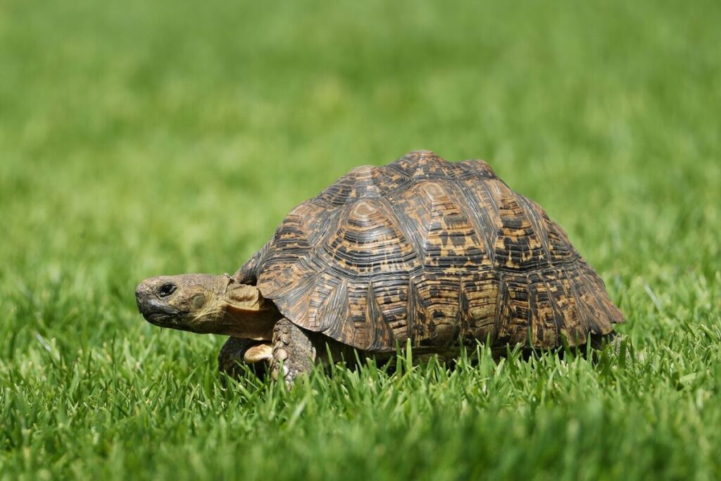 Can Tortoises Eat Mushrooms