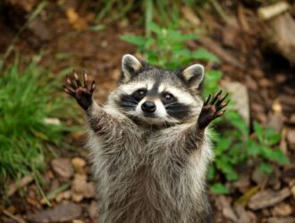 What Attracts Raccoons To Your Yard