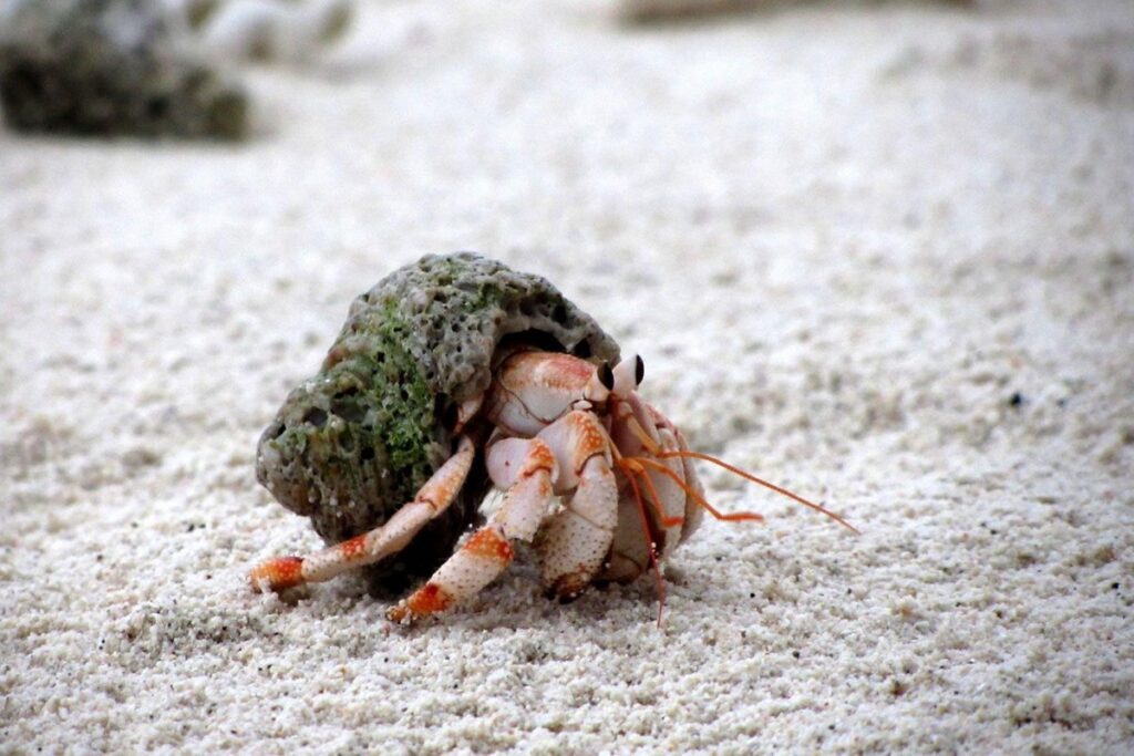 Do Hermit Crabs Live In Water