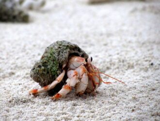 Do Hermit Crabs Live In Water