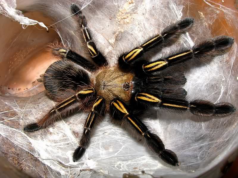 How Long Do Male Tarantulas Live
