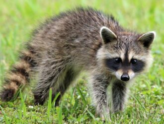 Do Pregnant Raccoons Come Out During The Day