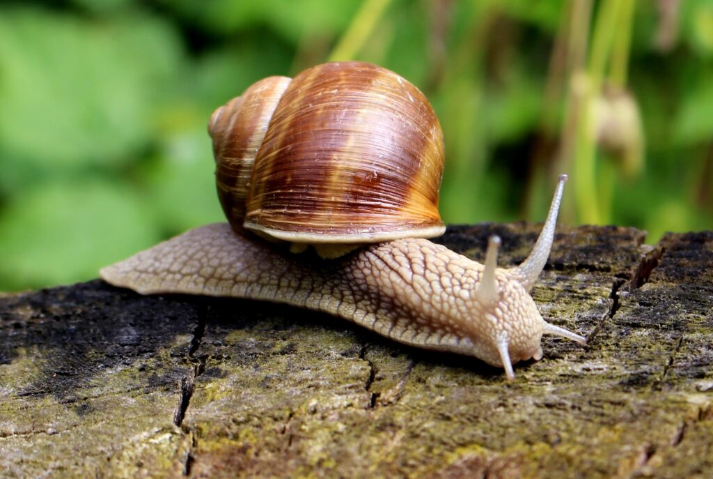 Different Kinds Of Snails