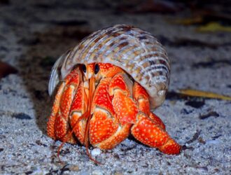 How Long Can Hermit Crabs Live Without Water