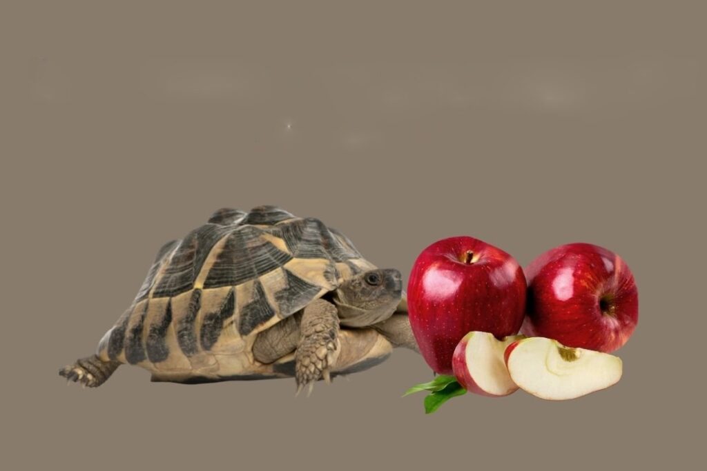 Can Tortoises Eat Apples