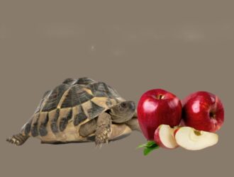 Can Tortoises Eat Apples