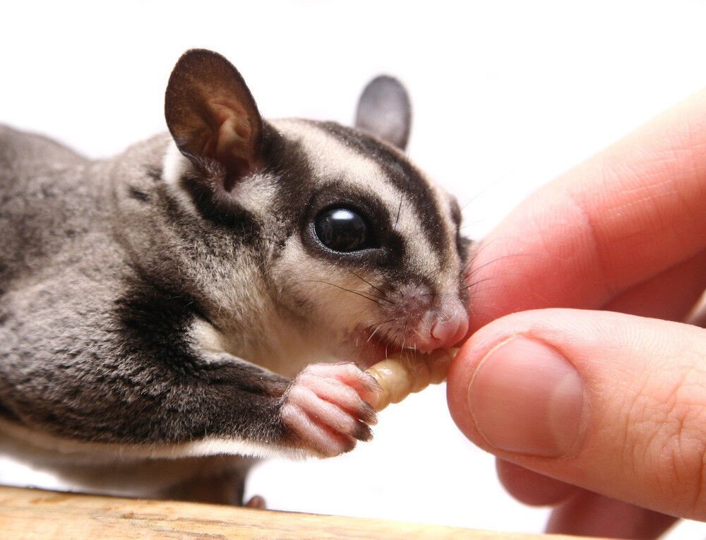 Can Sugar Gliders Eat Blueberries