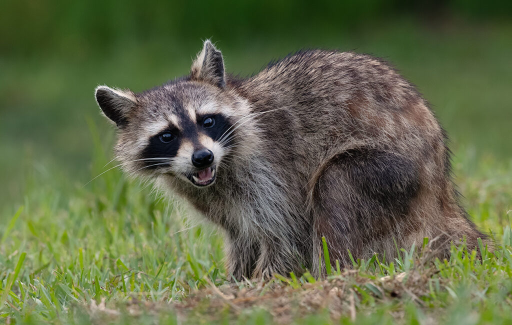 Why Do Raccoons Scream