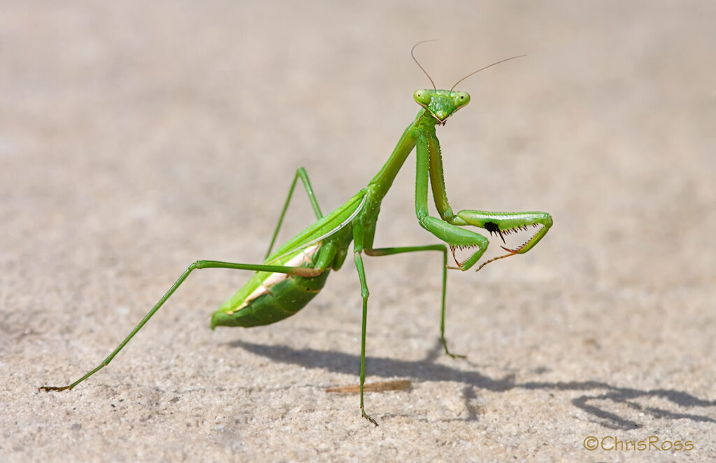 How Do Praying Mantises Mate