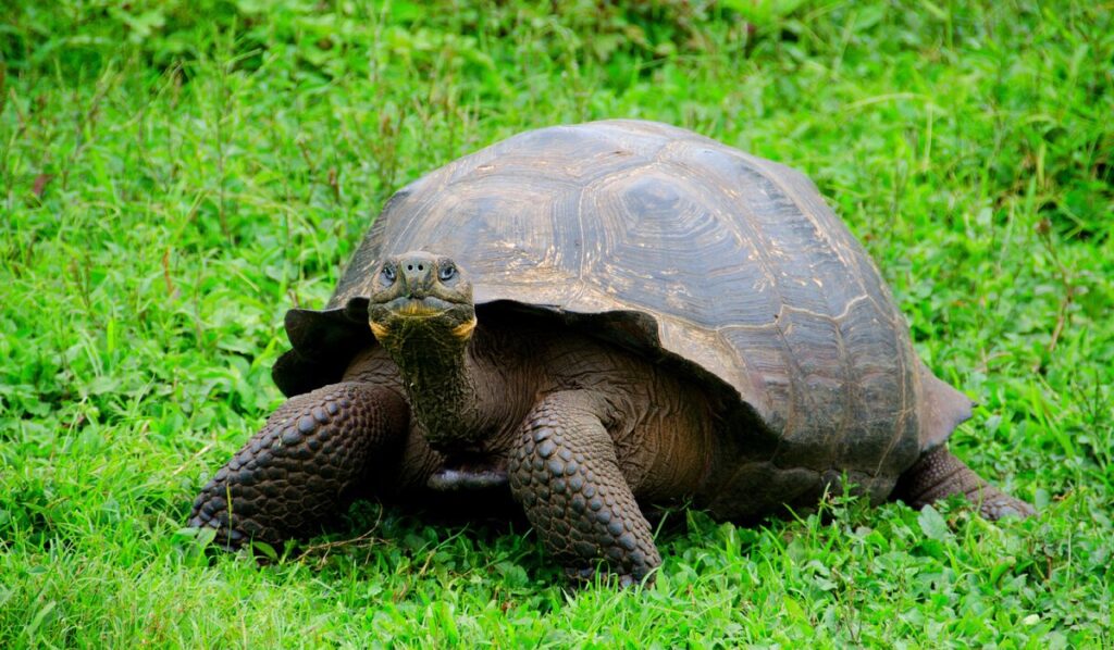 How Long Do Tortoises Hibernate