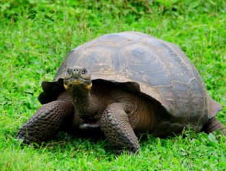 How Long Do Tortoises Hibernate