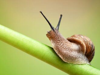 Can You Keep Snails As Pets