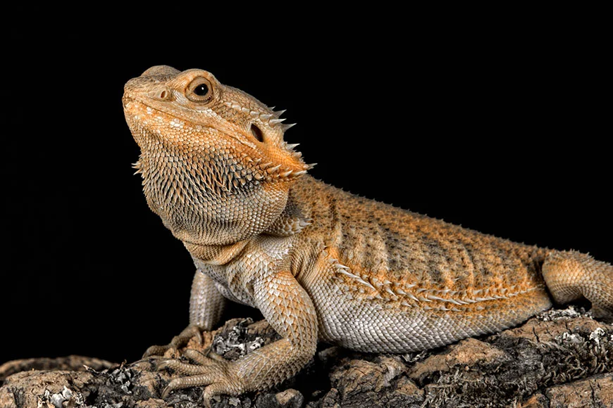 Are Bearded Dragons Smart