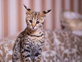 Are Savannah Cats Hypoallergenic