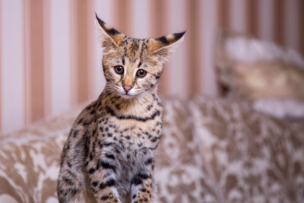 Are Savannah Cats Hypoallergenic