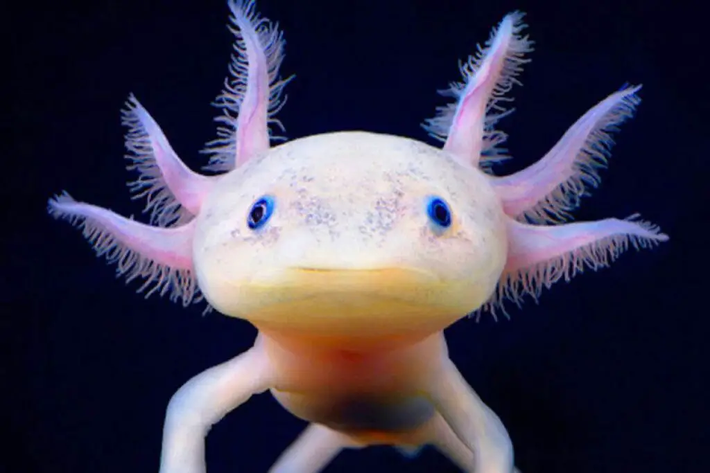 Can Axolotls Be Out Of Water